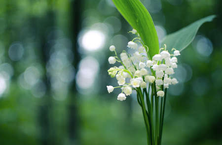 lily of the valley with green leaves on a wooden background for greeting good dayの写真素材