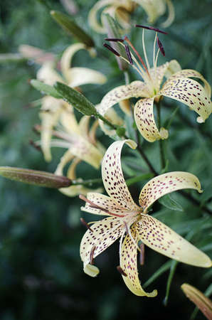 Beautiful lily flowers grow in the summer in the fresh airの写真素材