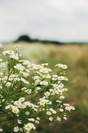 Soft white daisies bloom in summer field against the skyの写真素材