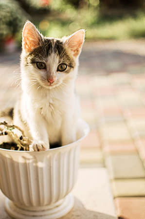 Funny little cat walking outdoors near homeの写真素材