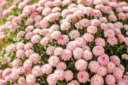 Autumn chrysanthemum flowers grow in the fresh airの写真素材