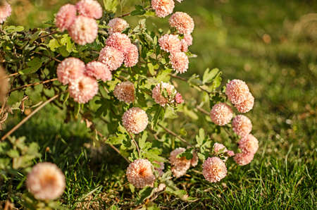 Autumn chrysanthemum flowers grow in the fresh airの写真素材