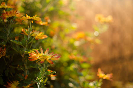 Autumn chrysanthemum flowers grow in the fresh airの写真素材