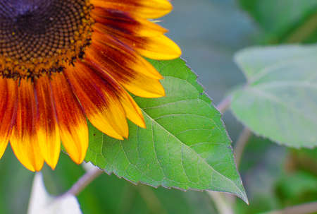 sunflowers grow outdoors in summer on a beautiful sunny dayの写真素材