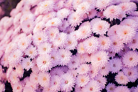 Autumn chrysanthemum flowers grow in the fresh airの写真素材