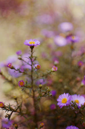 Beautiful fresh daisies bloom outdoors in the field on a summer sunny dayの写真素材