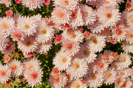 Autumn chrysanthemum flowers grow in the fresh airの写真素材