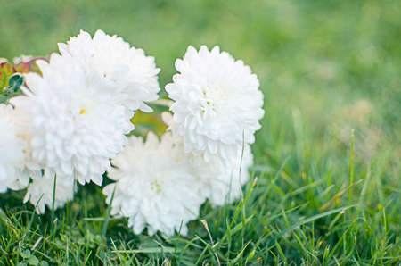 Autumn chrysanthemum flowers grow in the fresh airの写真素材