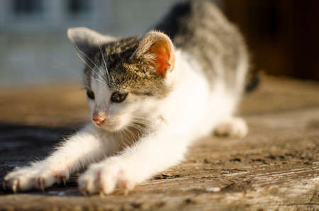 Funny little cat walking outdoors near homeの写真素材