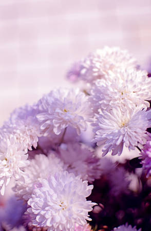 Autumn chrysanthemum flowers grow in the fresh airの写真素材