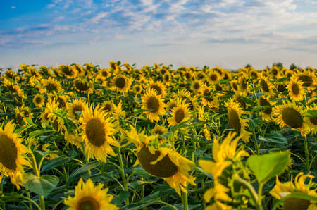 sunflowers grow outdoors in summer on a beautiful sunny dayの写真素材