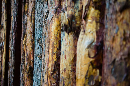 Wooden background for creating a collage, greeting cards for the holiday without an inscriptionの写真素材