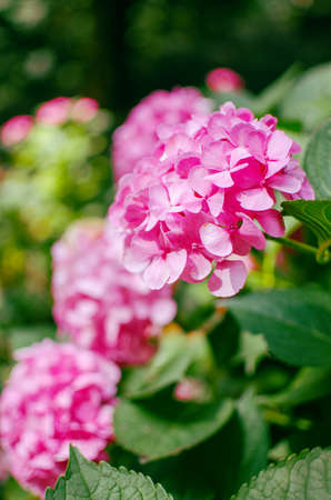 Cute and lovely hydrangea flowers for summer bouquetの写真素材