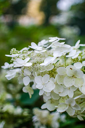 Cute and lovely hydrangea flowers for summer bouquet