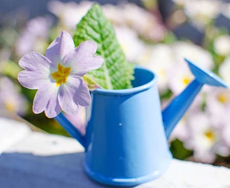 Small fragile primrose flowers bloom on a sunny spring dayの写真素材