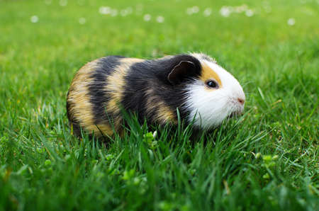 Grazing guinea pig on grass on a beautiful sunny spring day with good moodの写真素材