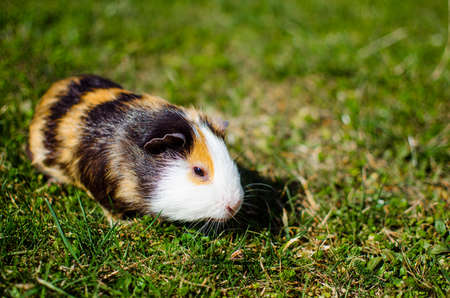 Grazing guinea pig on grass on a beautiful sunny spring day with good moodの写真素材