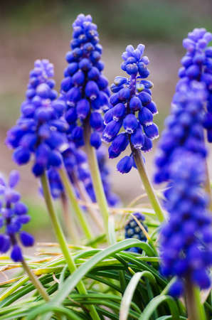 Little spring blue Muscari flowers bloom outdoors on a sunny dayの写真素材