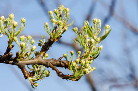 Lovely delicate cherry blossom in warm spring weather for background and beautiful infusion