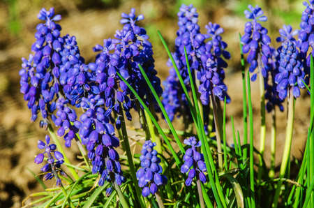 Little spring blue Muscari flowers bloom outdoors on a sunny day