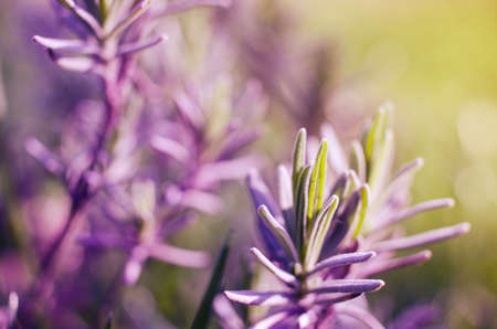 Gentle purple lavender flowers grow on the field outdoors for a bouquet or wallpaperの写真素材