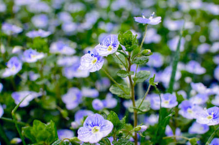 Little blue Veronica flowers bloom outdoors in springの写真素材