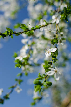 Lovely delicate cherry blossom in warm spring weather for background and beautiful infusion