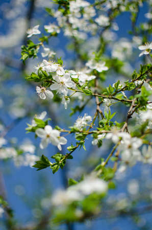 Lovely delicate cherry blossom in warm spring weather for background and beautiful infusion