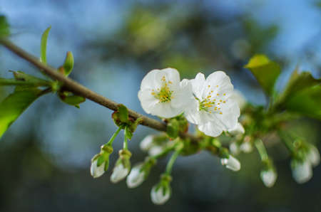 Lovely delicate cherry blossom in warm spring weather for background and beautiful infusion