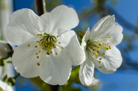 Lovely delicate cherry blossom in warm spring weather for background and beautiful infusion