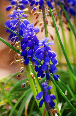 Little spring blue Muscari flowers bloom outdoors on a sunny day