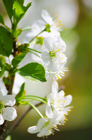 Lovely delicate cherry blossom in warm spring weather for background and beautiful infusion