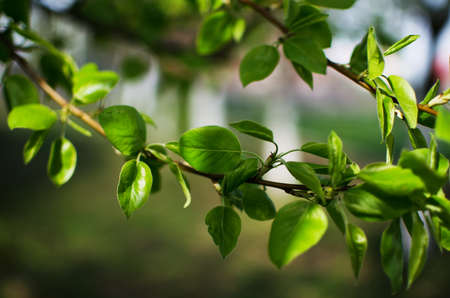 Abstraction growing green leaves on a light backgrod