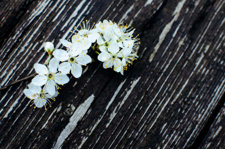 Lovely delicate cherry blossom in warm spring weather for background and beautiful infusion