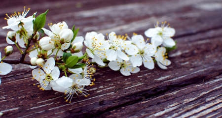 Lovely delicate cherry blossom in warm spring weather for background and beautiful infusionの写真素材