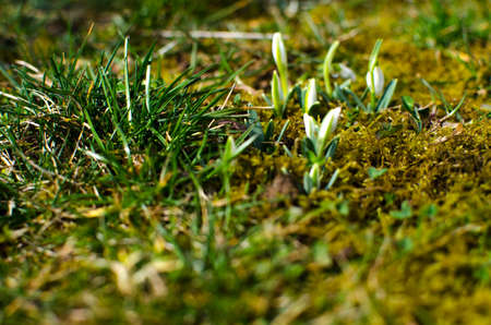 Fresh juicy green grass for summer background