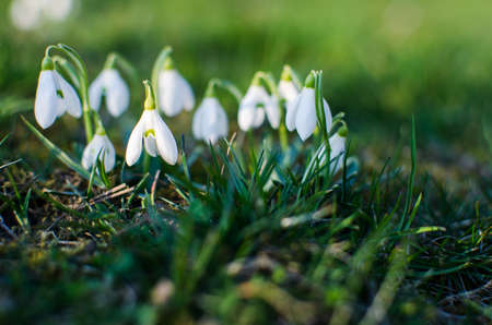 Little first spring flowers of snowdrops bloom outdoors in the spring for the March 8 holidayの写真素材