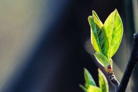 Abstraction growing green leaves on a light backgrod