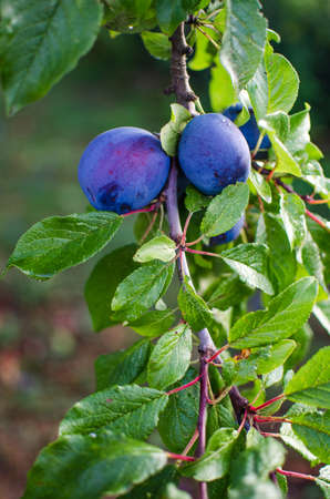 Delicious juicy plums for fresh juice for drinks and dessertsの写真素材