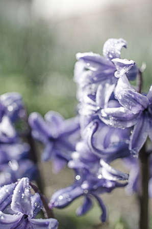 Wonderful hyacinth flowers bloom outdoors in spring on a sunny day limited