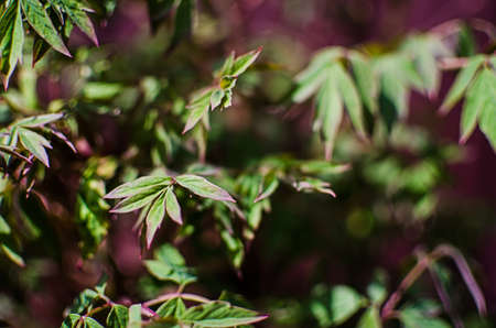 Abstraction growing green leaves on a light backgrodの写真素材