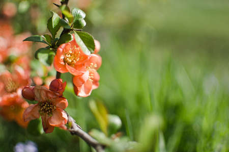 henomeles - Japanese quince blooms outdoors in spring for garden decoration