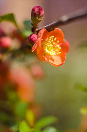 henomeles - Japanese quince blooms outdoors in spring for garden decorationの写真素材