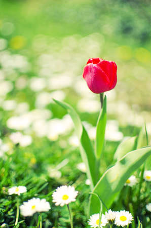 Slender spring tulips bloom outdoors for a bouquetの写真素材