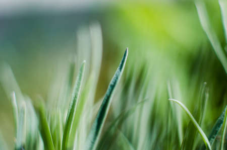 Fresh juicy green grass for summer backgroundの写真素材