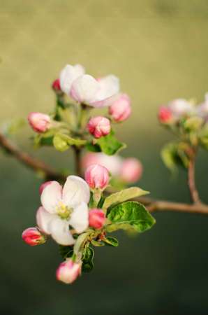 henomeles - Japanese quince blooms outdoors in spring for garden decorationの写真素材
