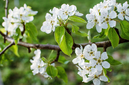 White flowers pear blossom is good nectar and for pear harvest on a sunny spring day