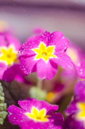 Small fragile primrose flowers bloom on a sunny spring dayの写真素材