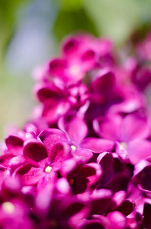 Blooming branch of lilac in the open air blooms in May for a beautiful bouquet of flowers