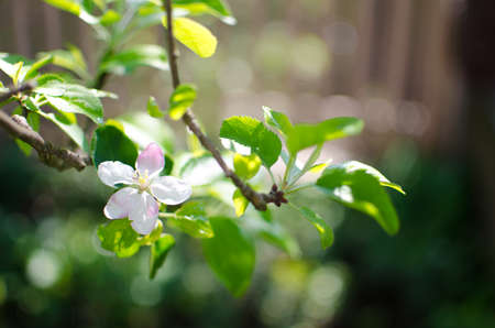 Gentle pink apple blossom on a spring branch outdoors for a good apple harvest